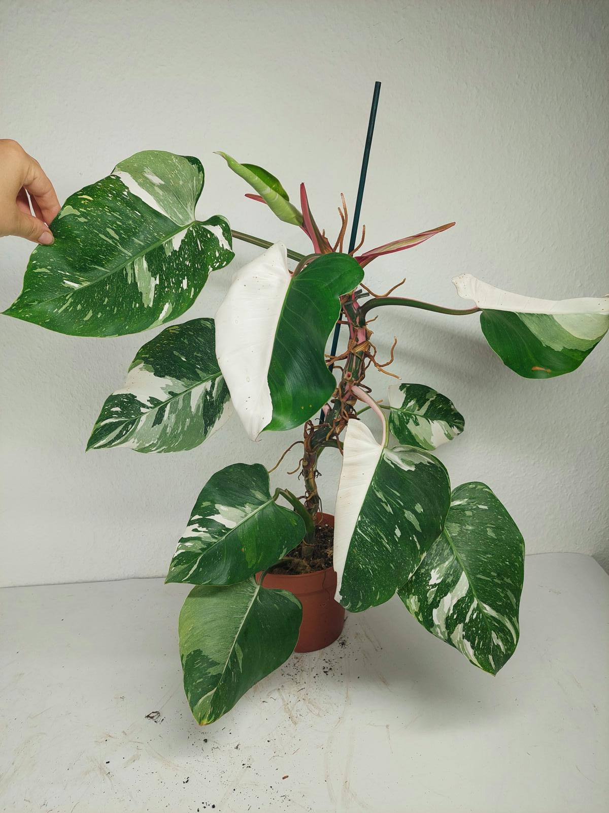 Philodendron White Princess