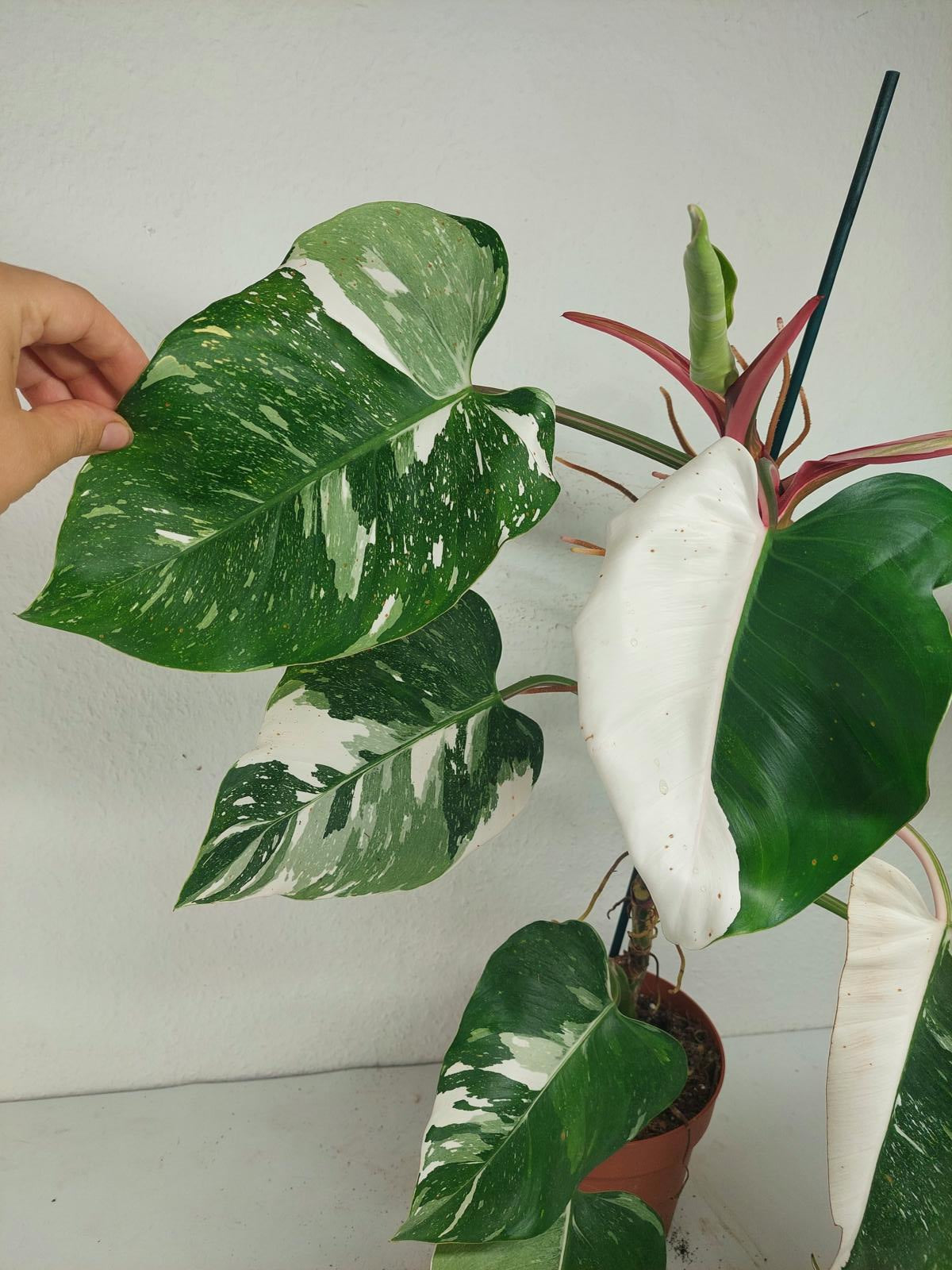 Philodendron White Princess