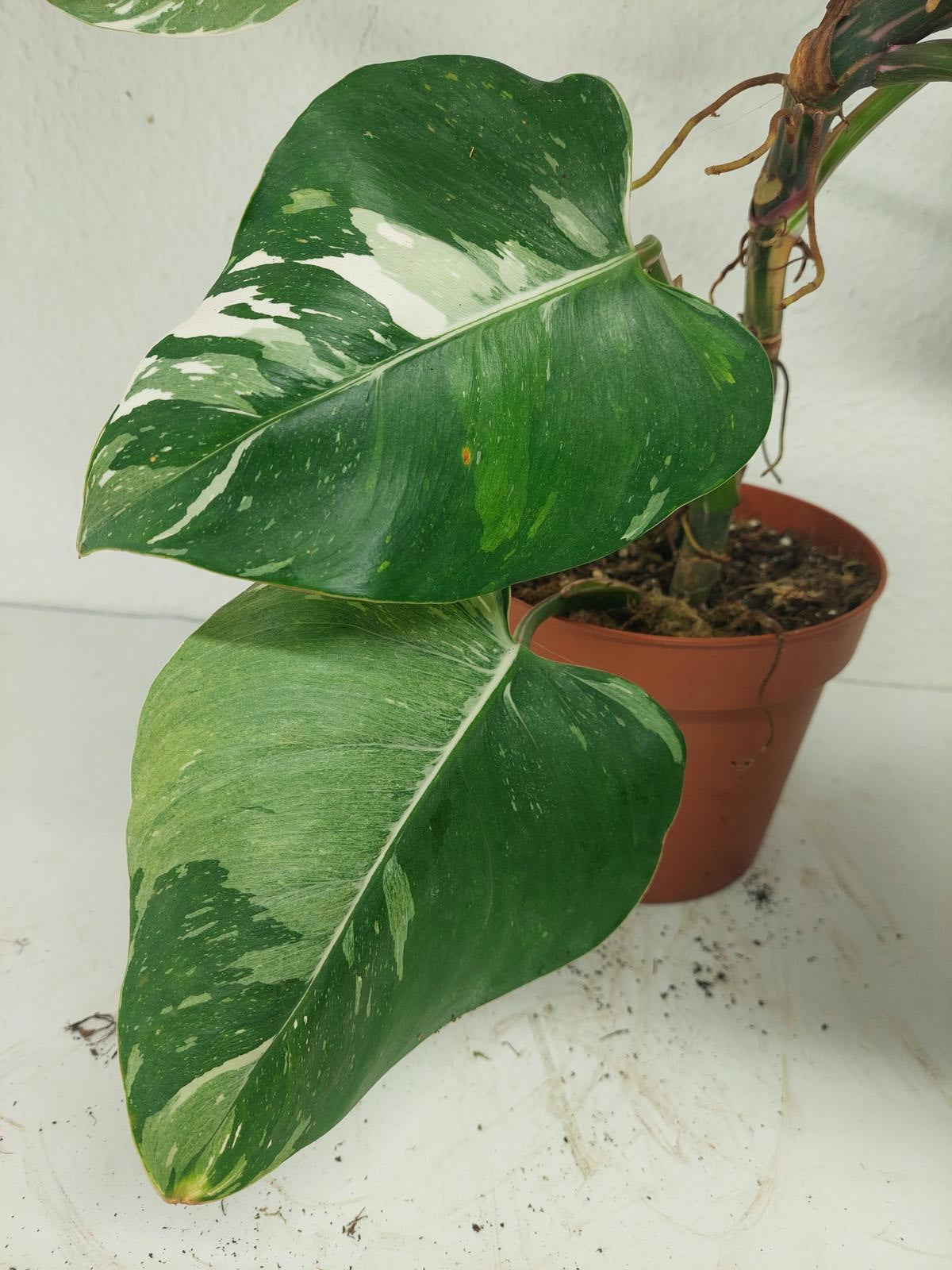 Philodendron White Princess