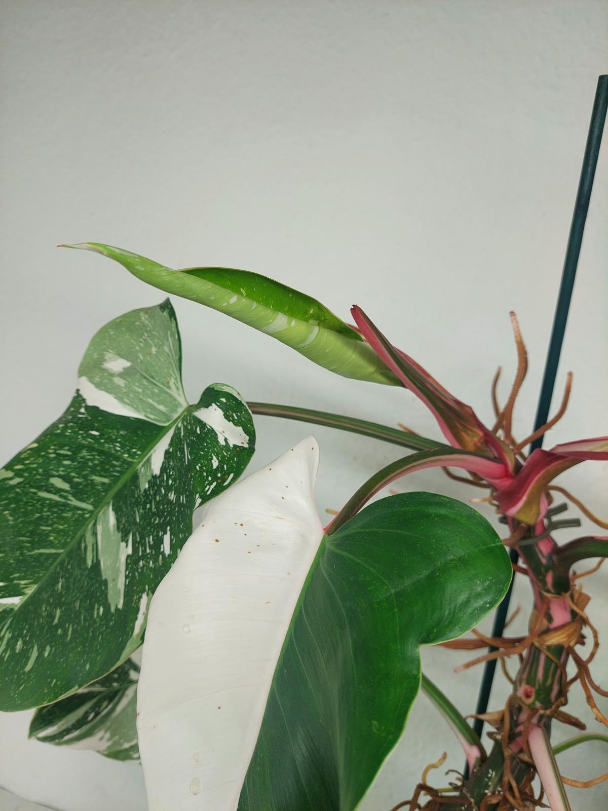 Philodendron White Princess