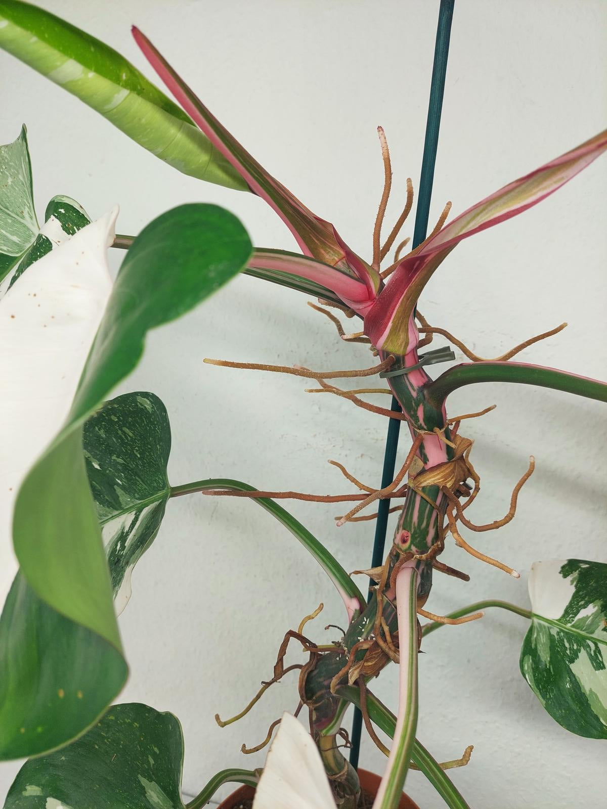 Philodendron White Princess