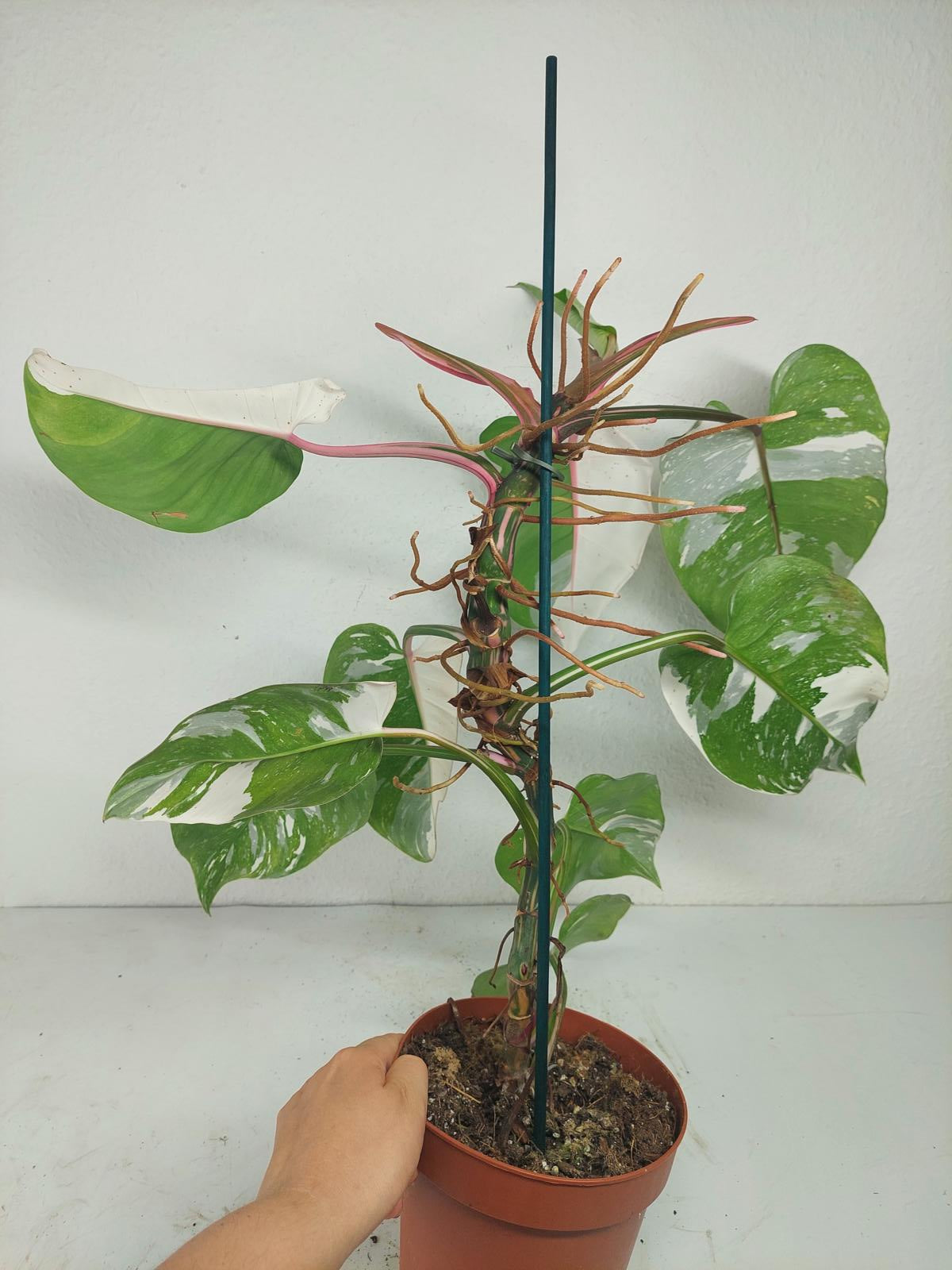 Philodendron White Princess