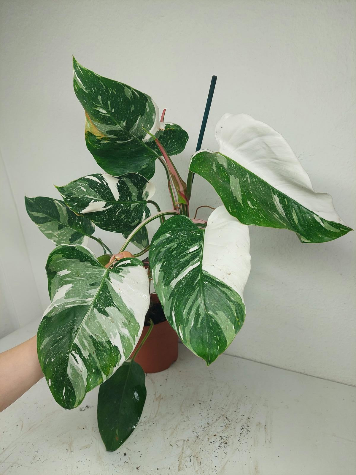 Philodendron White Princess