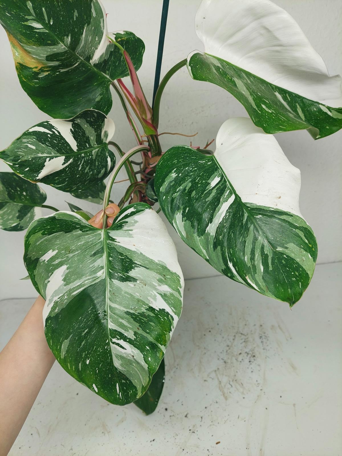 Philodendron White Princess