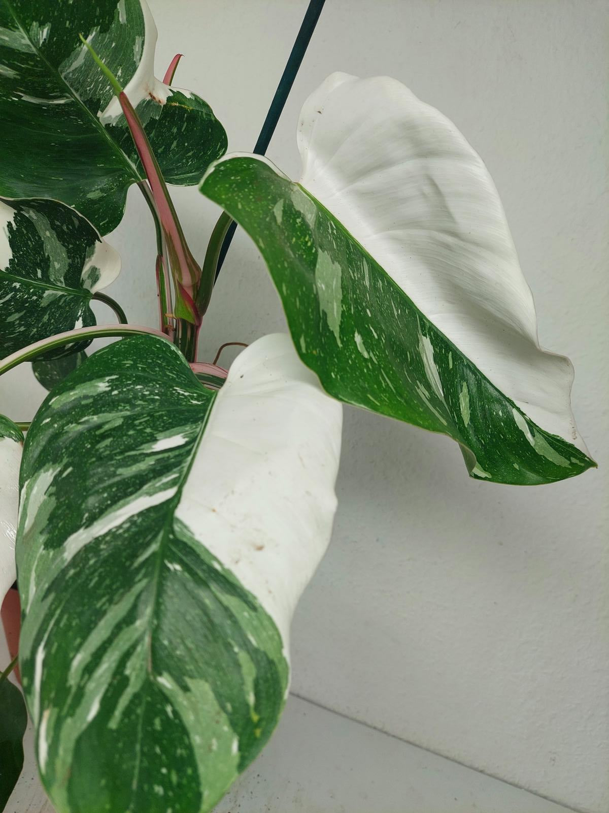 Philodendron White Princess