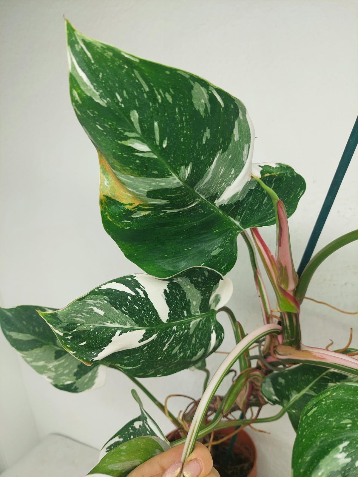 Philodendron White Princess