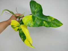 Philodendron Domesticum Variegata Steckling