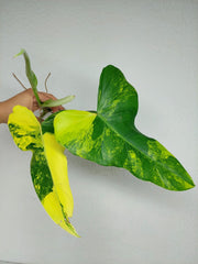 Philodendron Domesticum Variegata Steckling