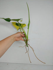 Philodendron Domesticum Variegata Steckling