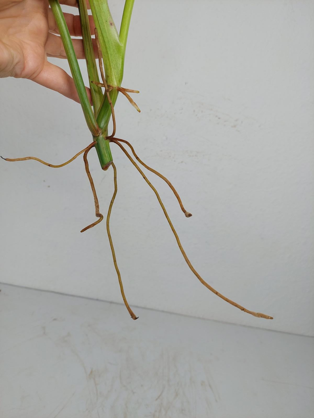 Philodendron Domesticum Variegata Steckling