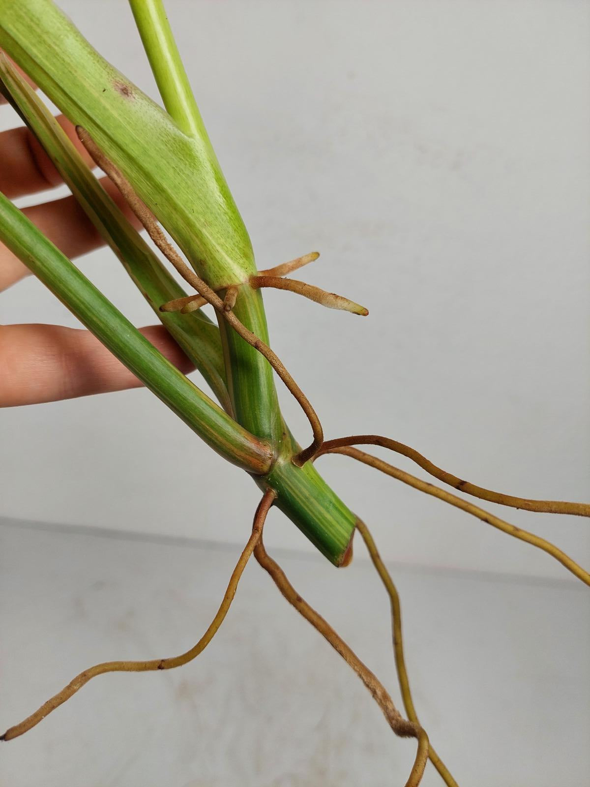 Philodendron Domesticum Variegata Steckling