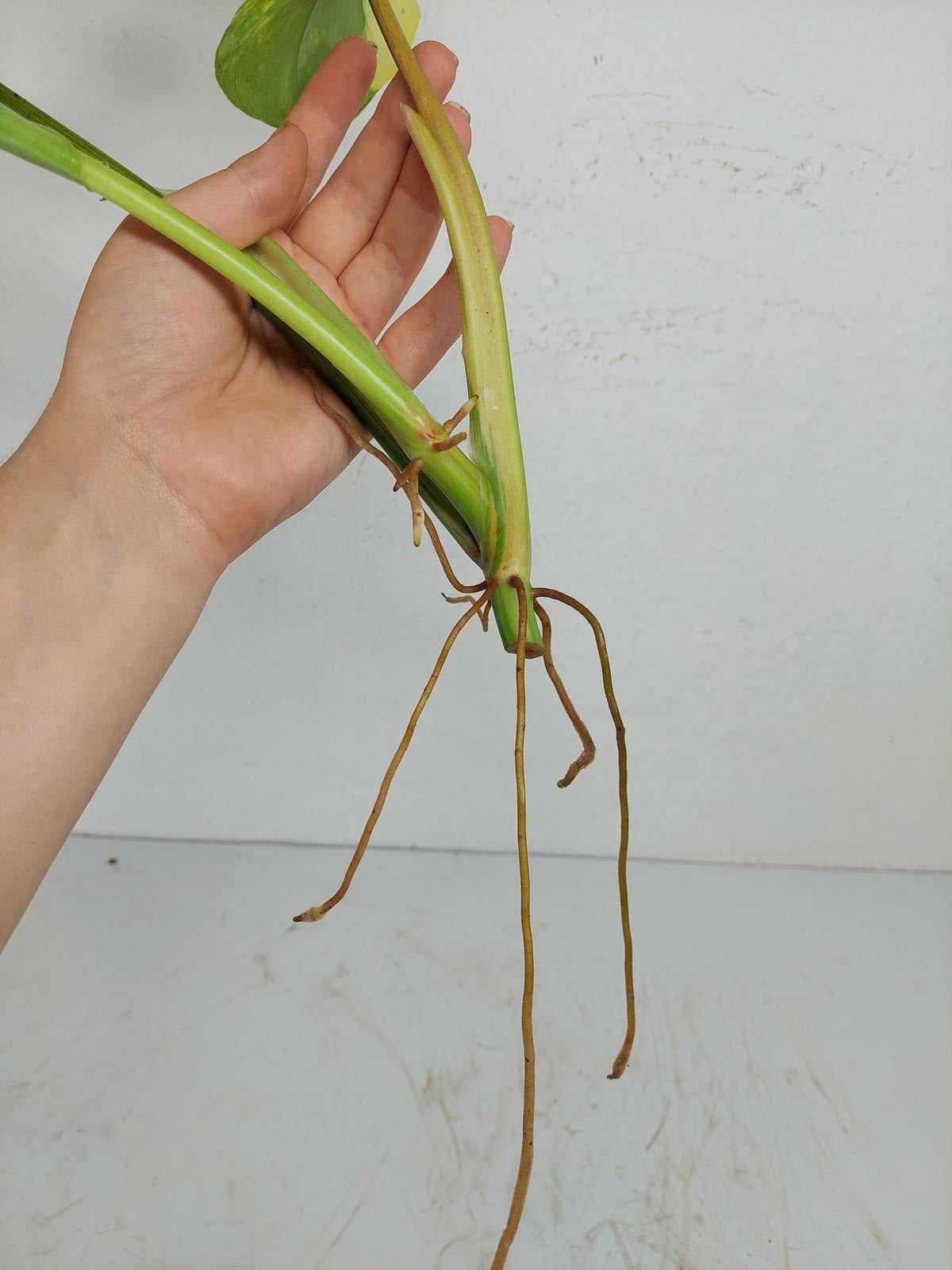 Philodendron Domesticum Variegata Steckling