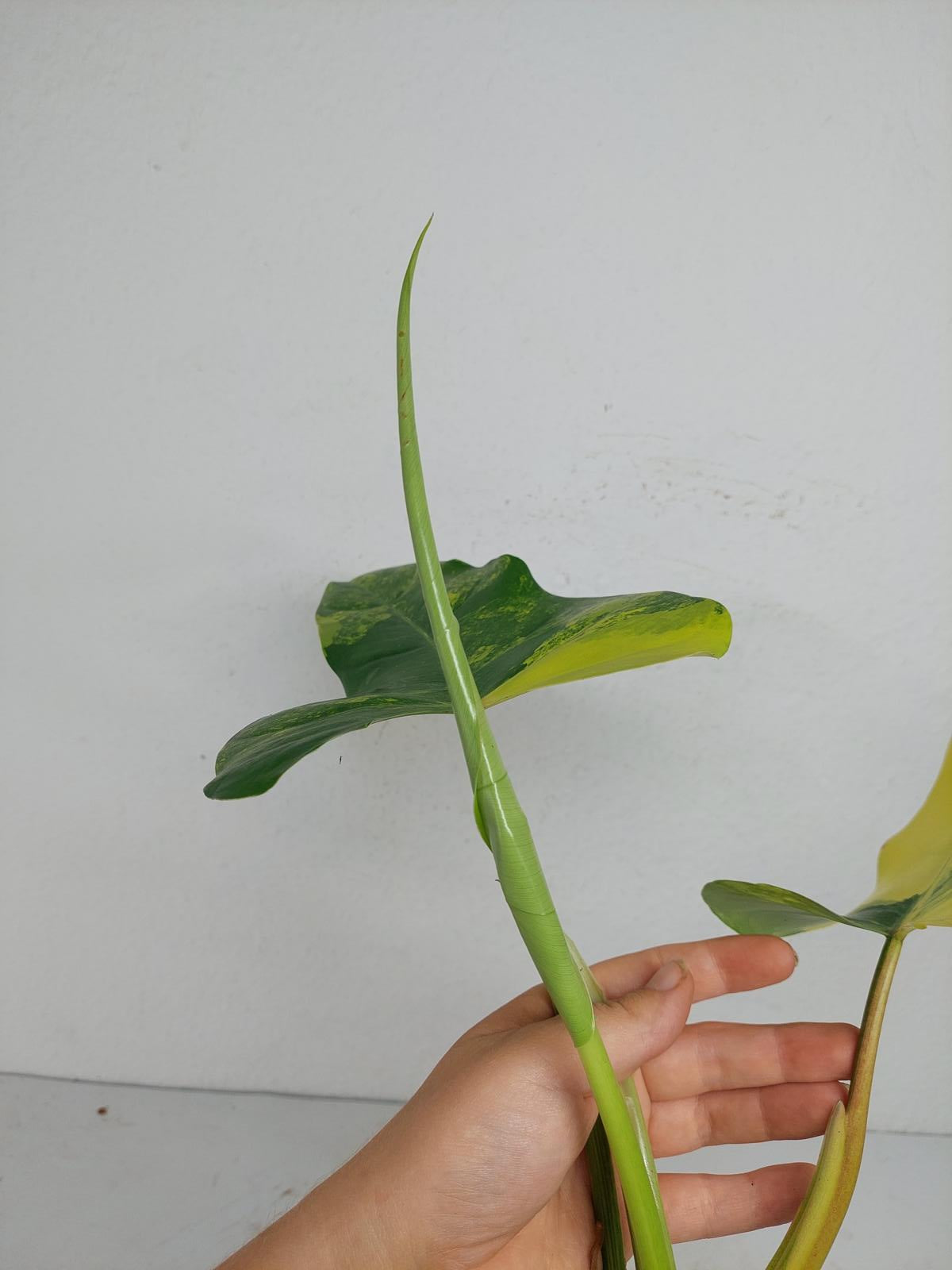 Philodendron Domesticum Variegata Steckling
