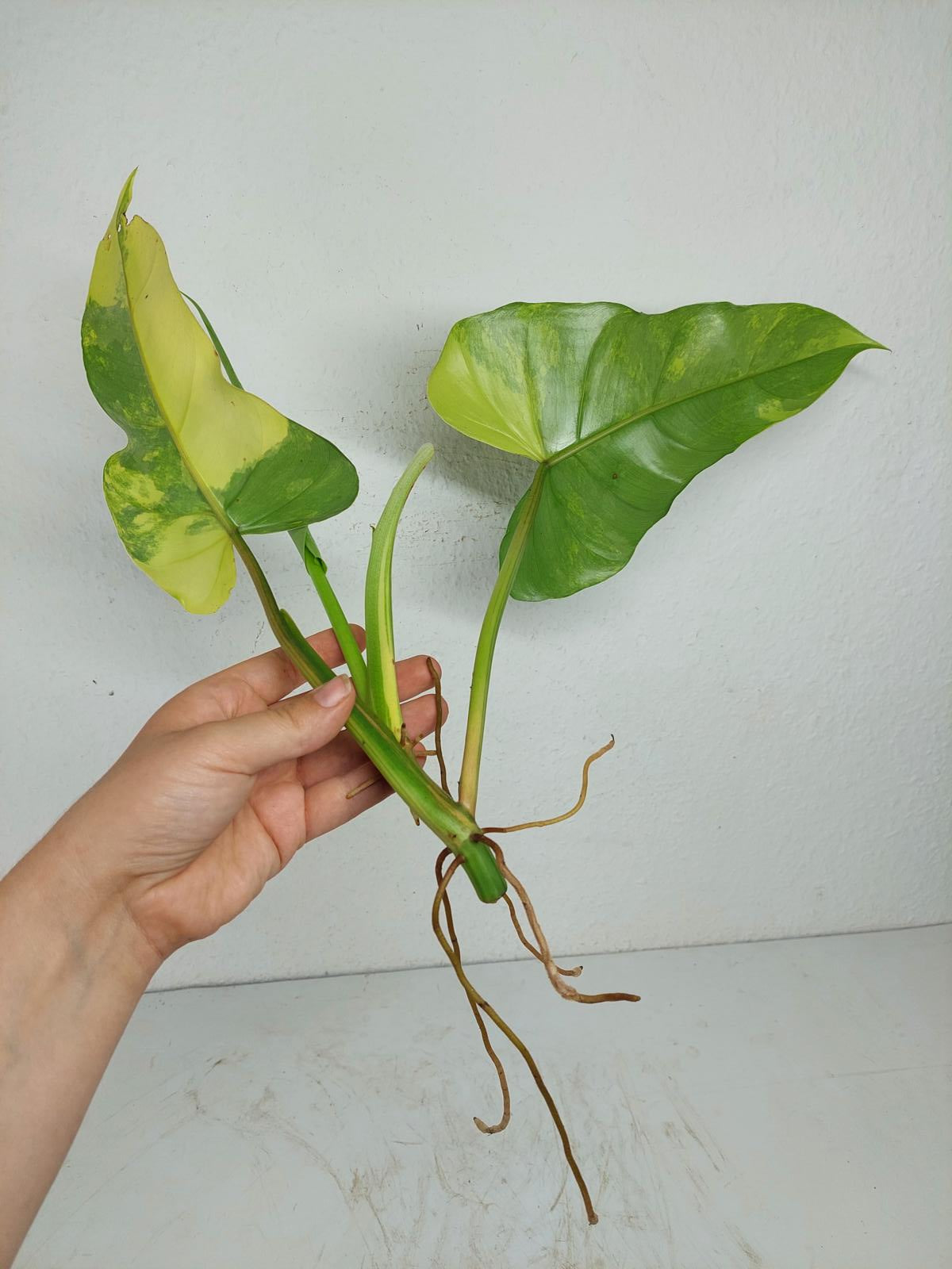 Philodendron Domesticum Variegata Steckling