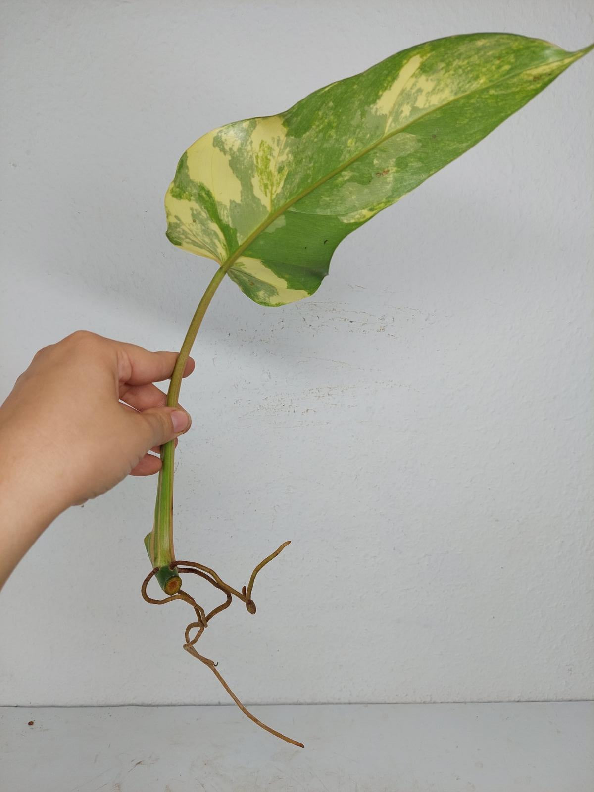 Philodendron Domesticum Variegata Steckling