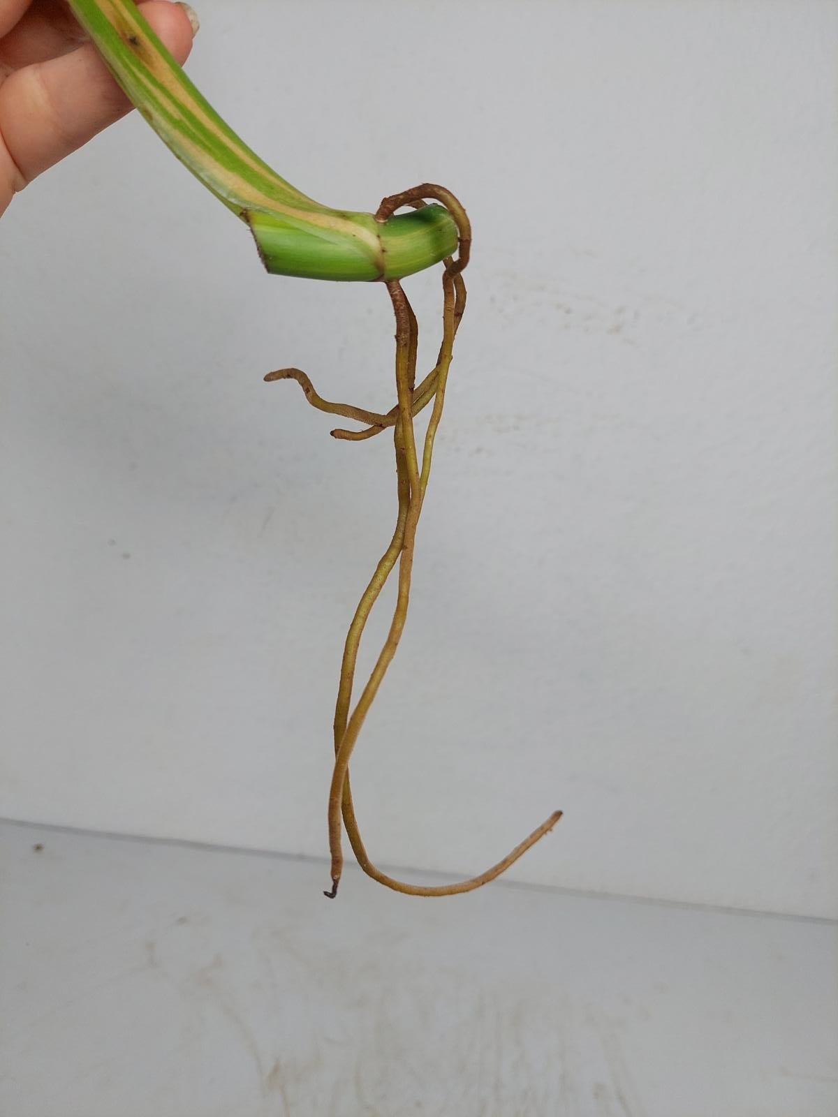 Philodendron Domesticum Variegata Steckling