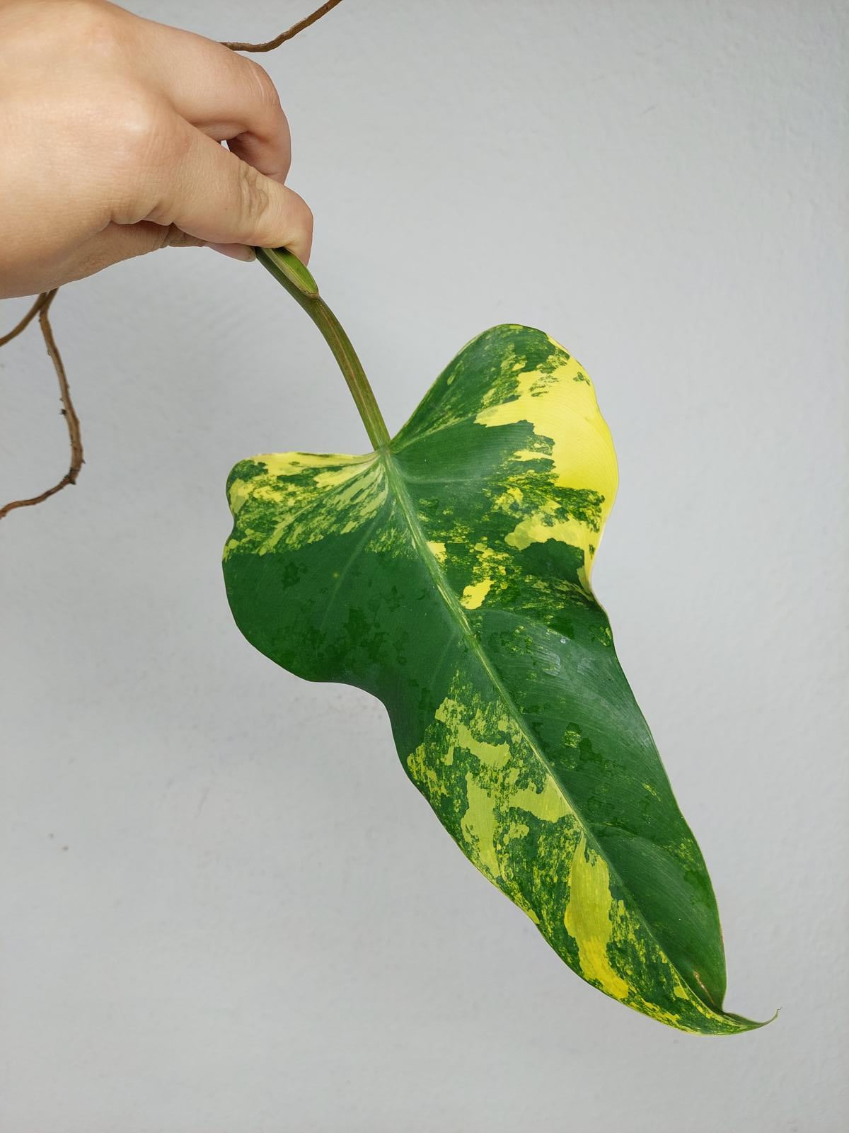 Philodendron Domesticum Variegata Steckling
