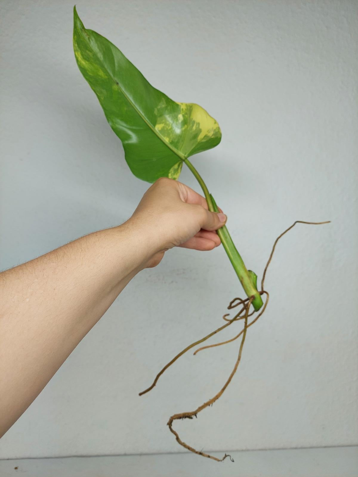 Philodendron Domesticum Variegata Steckling