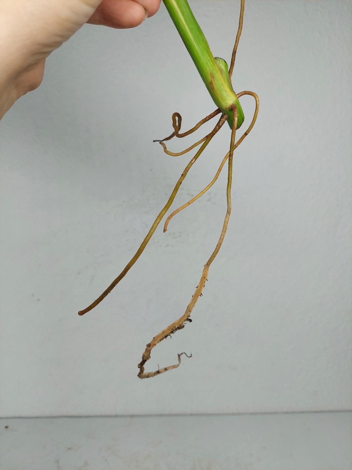 Philodendron Domesticum Variegata Steckling
