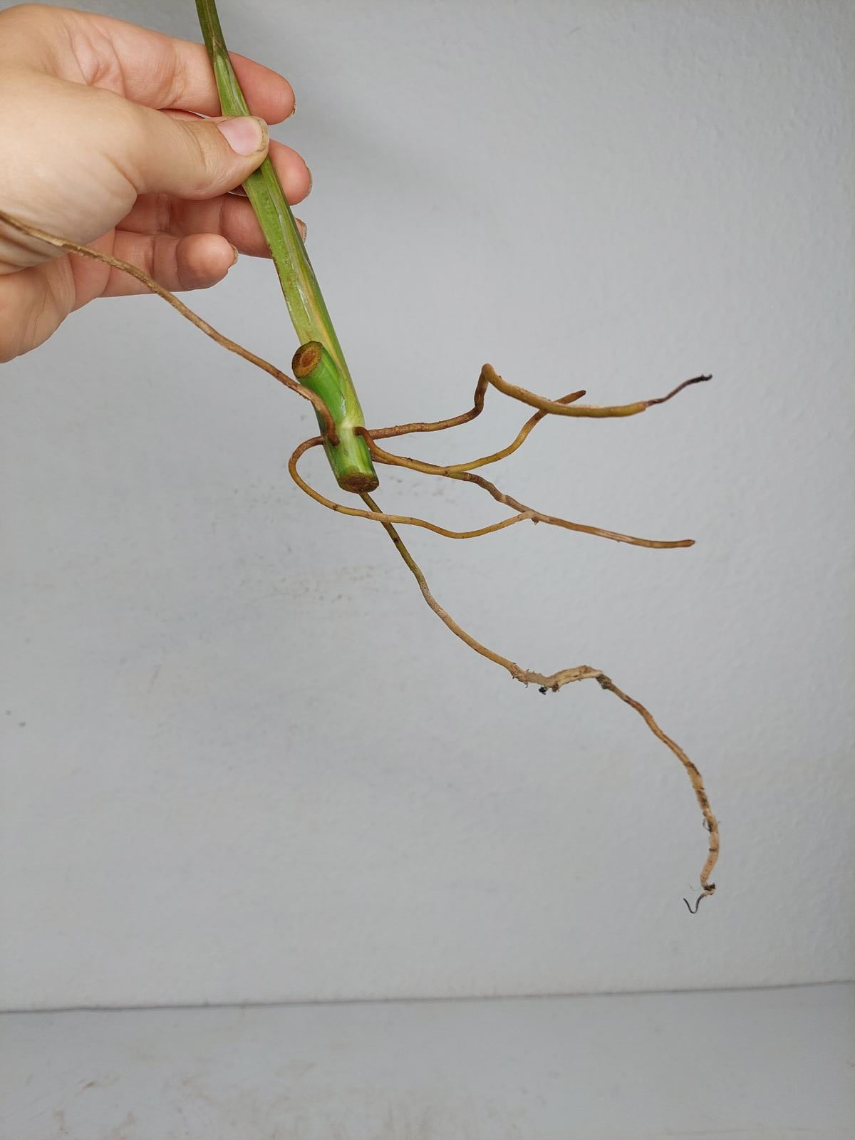 Philodendron Domesticum Variegata Steckling