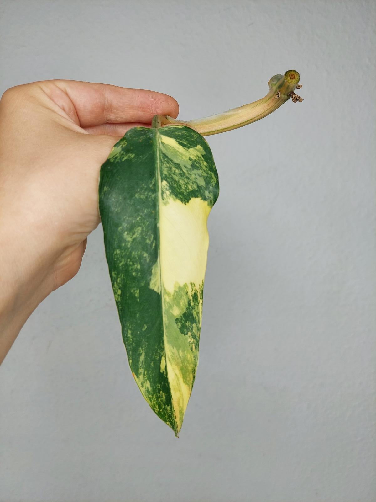 Philodendron Domesticum Variegata Steckling