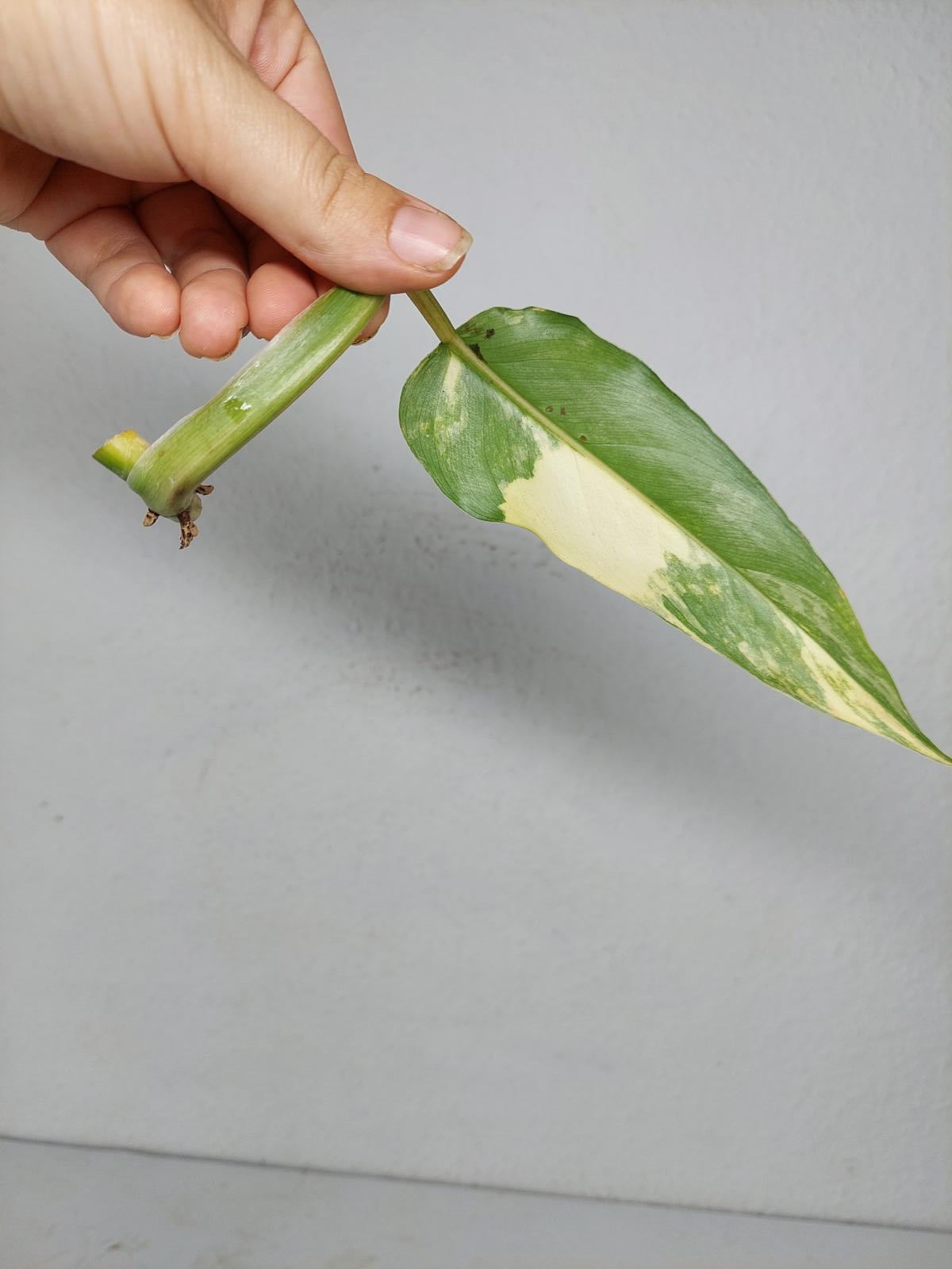 Philodendron Domesticum Variegata Steckling
