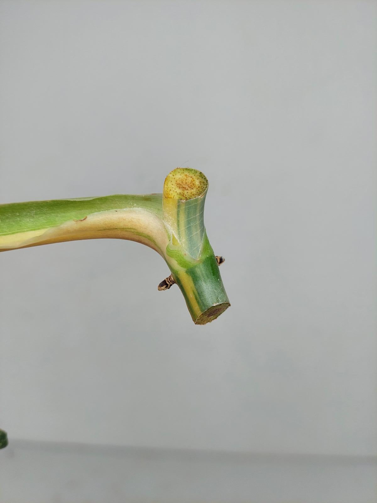 Philodendron Domesticum Variegata Steckling