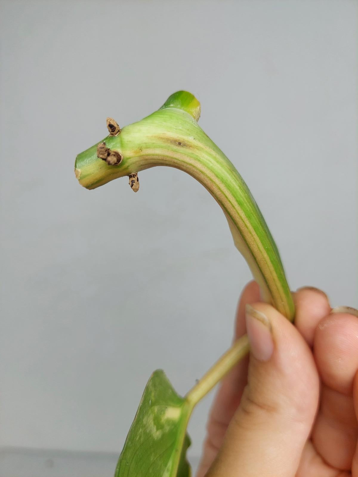 Philodendron Domesticum Variegata Steckling