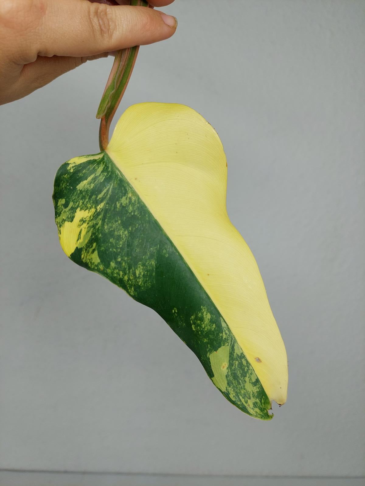 Philodendron Domesticum Variegata Steckling