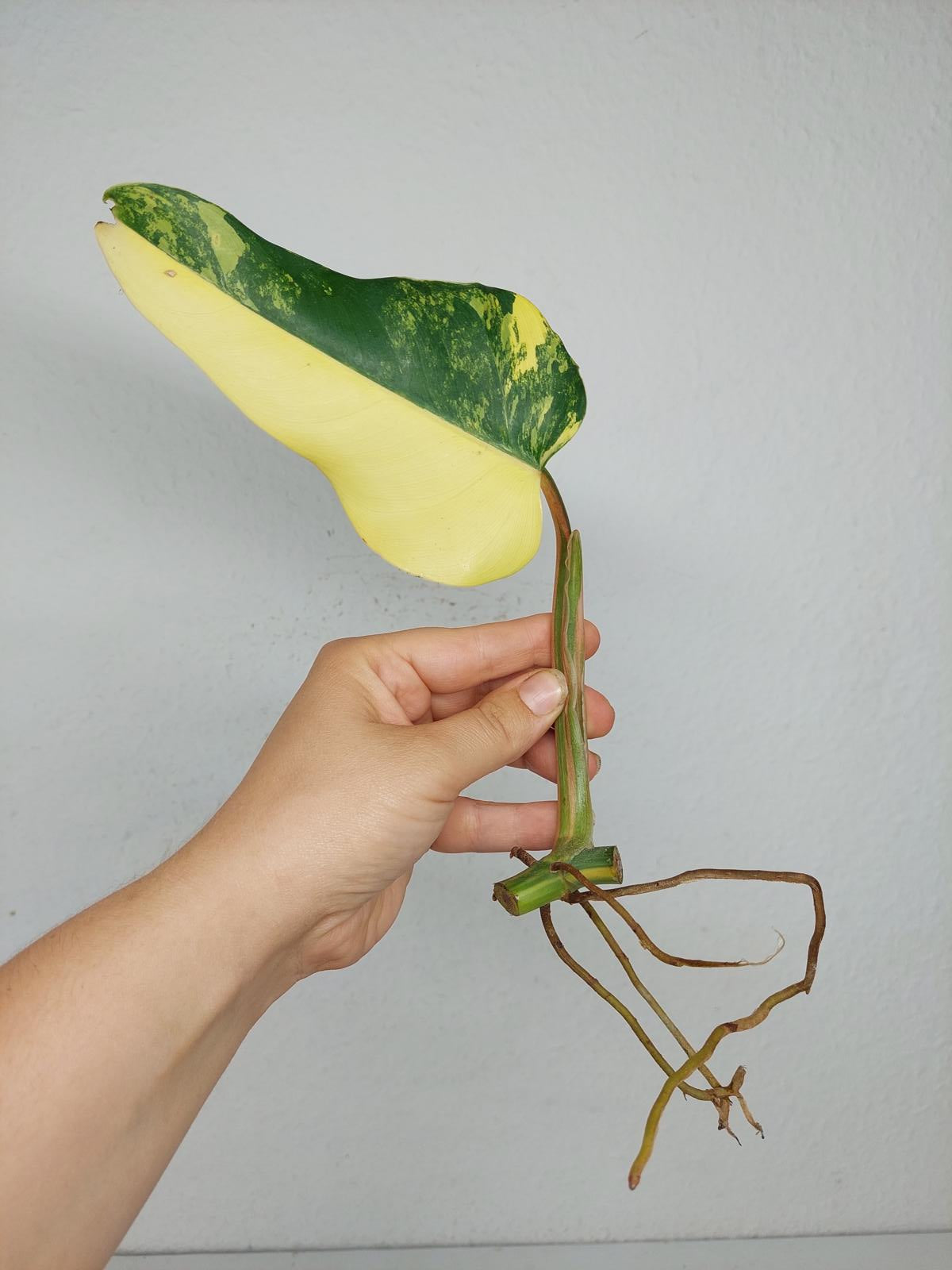 Philodendron Domesticum Variegata Steckling