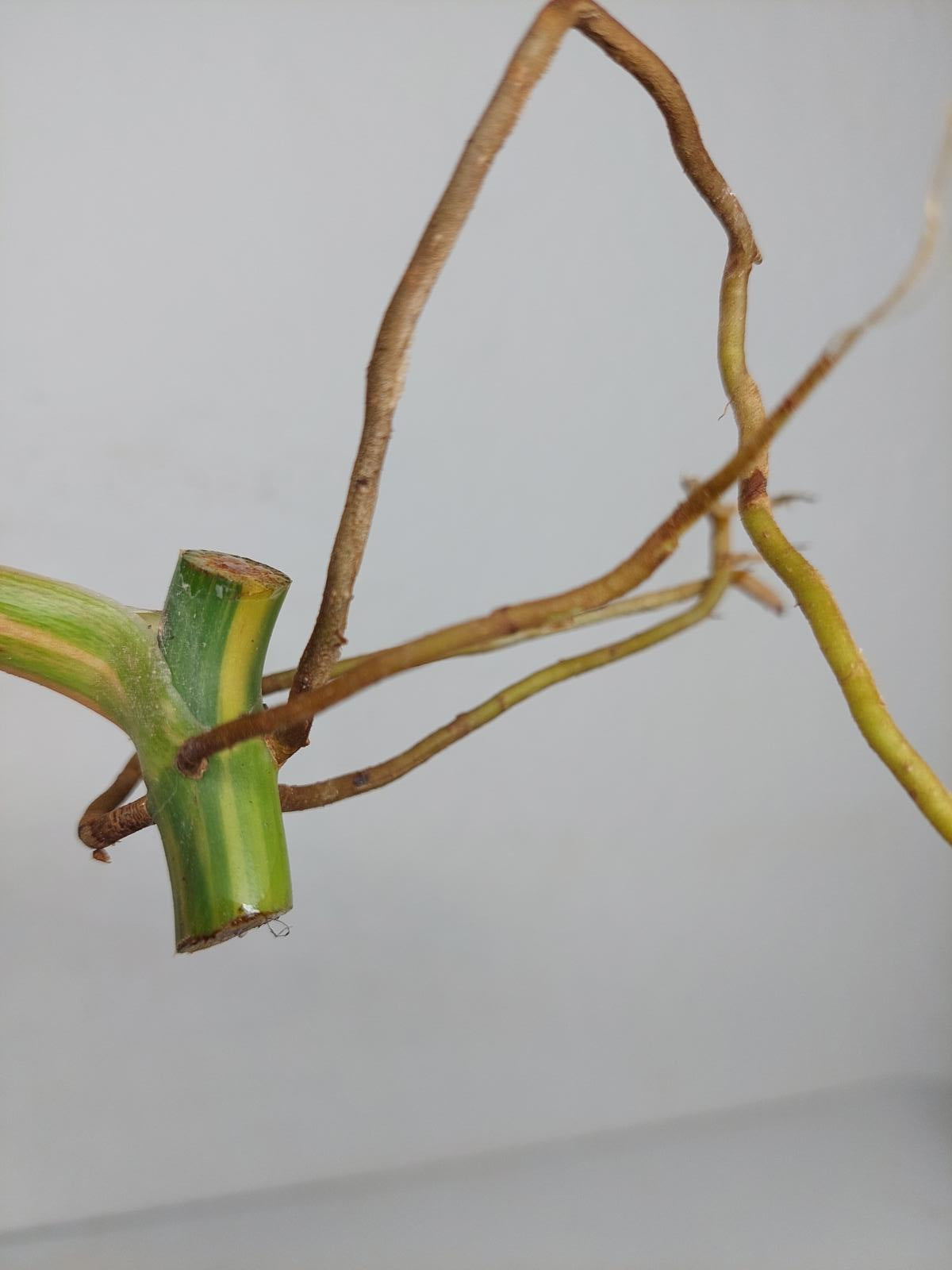 Philodendron Domesticum Variegata Steckling