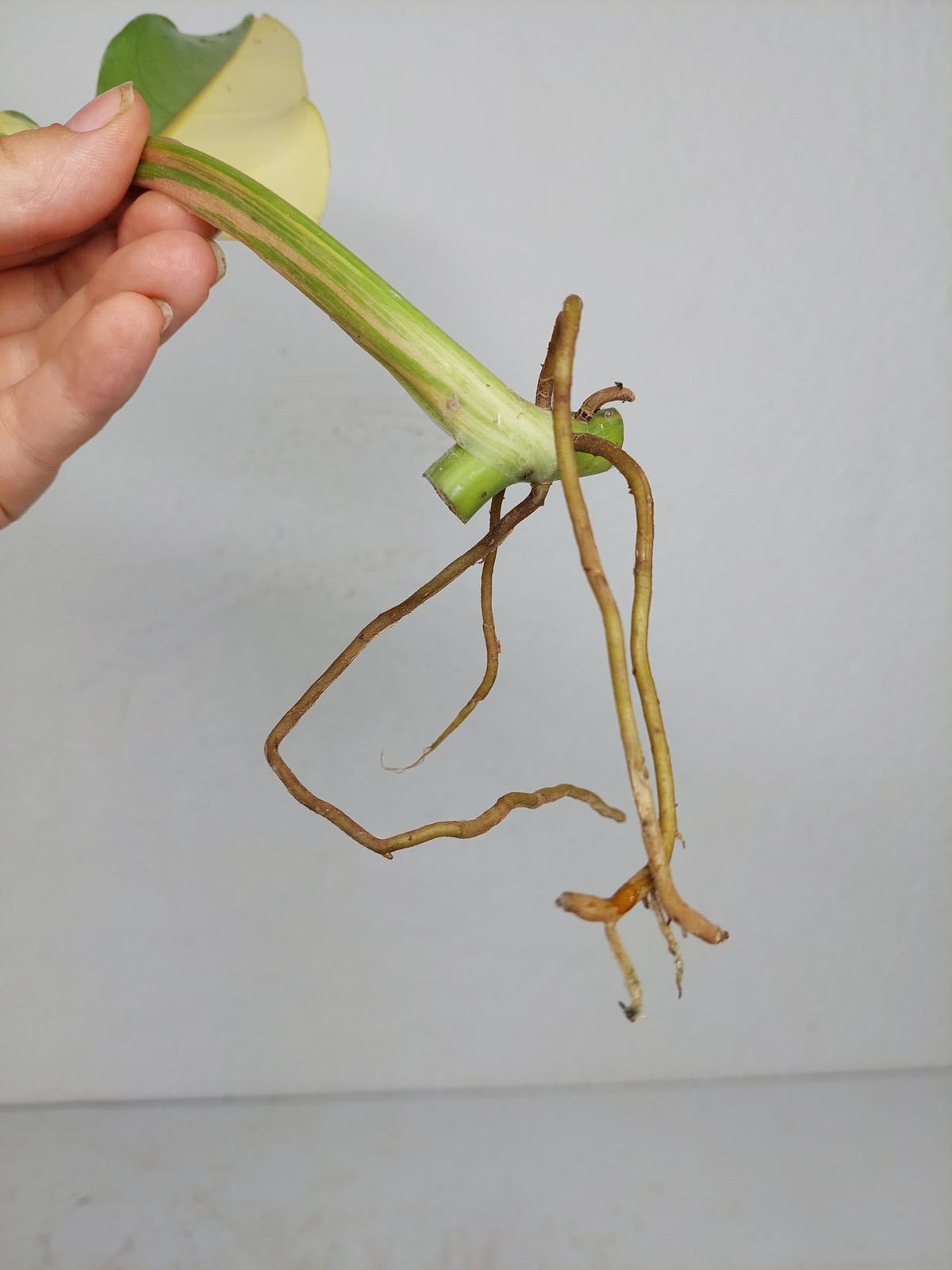 Philodendron Domesticum Variegata Steckling