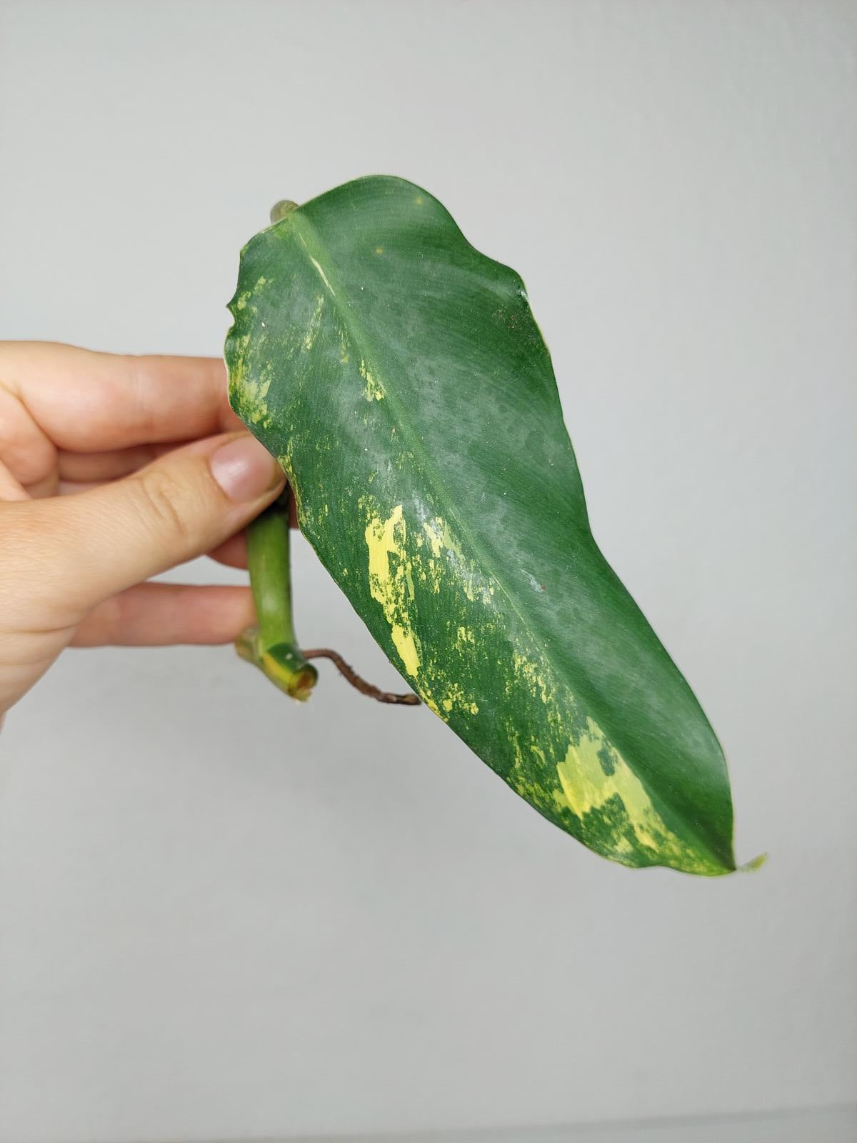 Philodendron Domesticum Variegata Steckling