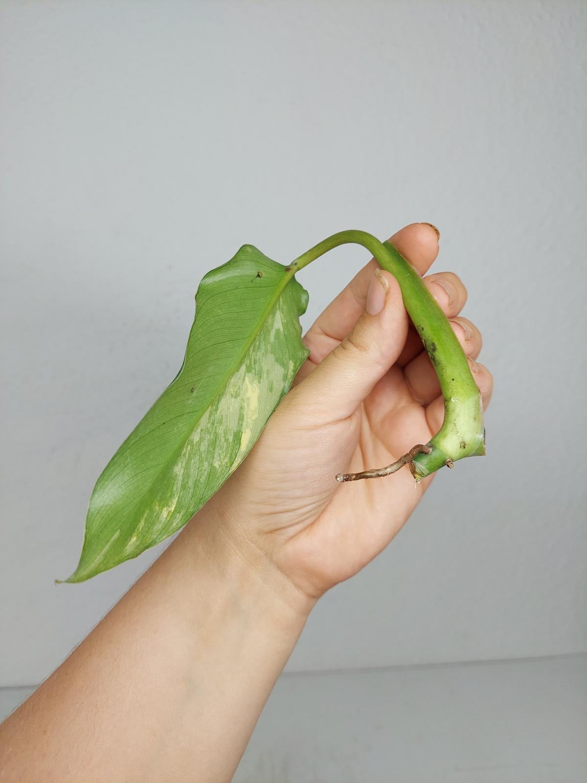 Philodendron Domesticum Variegata Steckling
