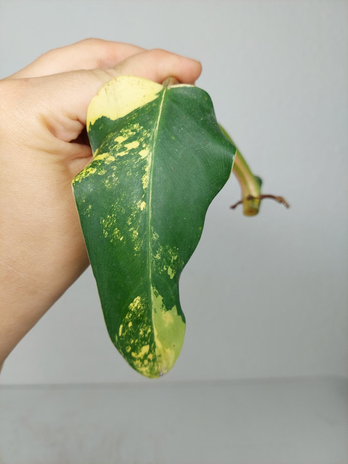 Philodendron Domesticum Variegata Steckling