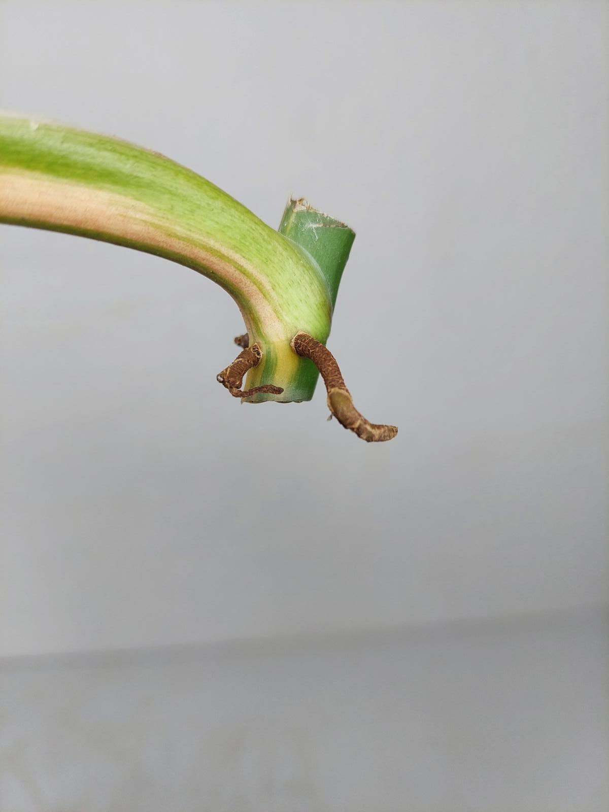 Philodendron Domesticum Variegata Steckling