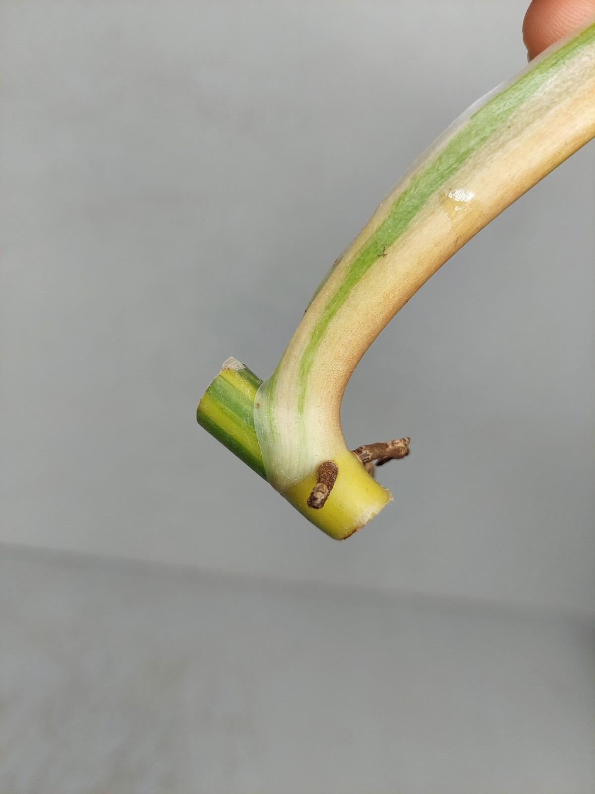 Philodendron Domesticum Variegata Steckling