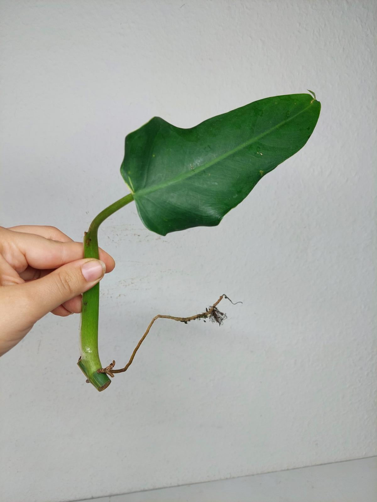 Philodendron Domesticum Variegata Steckling
