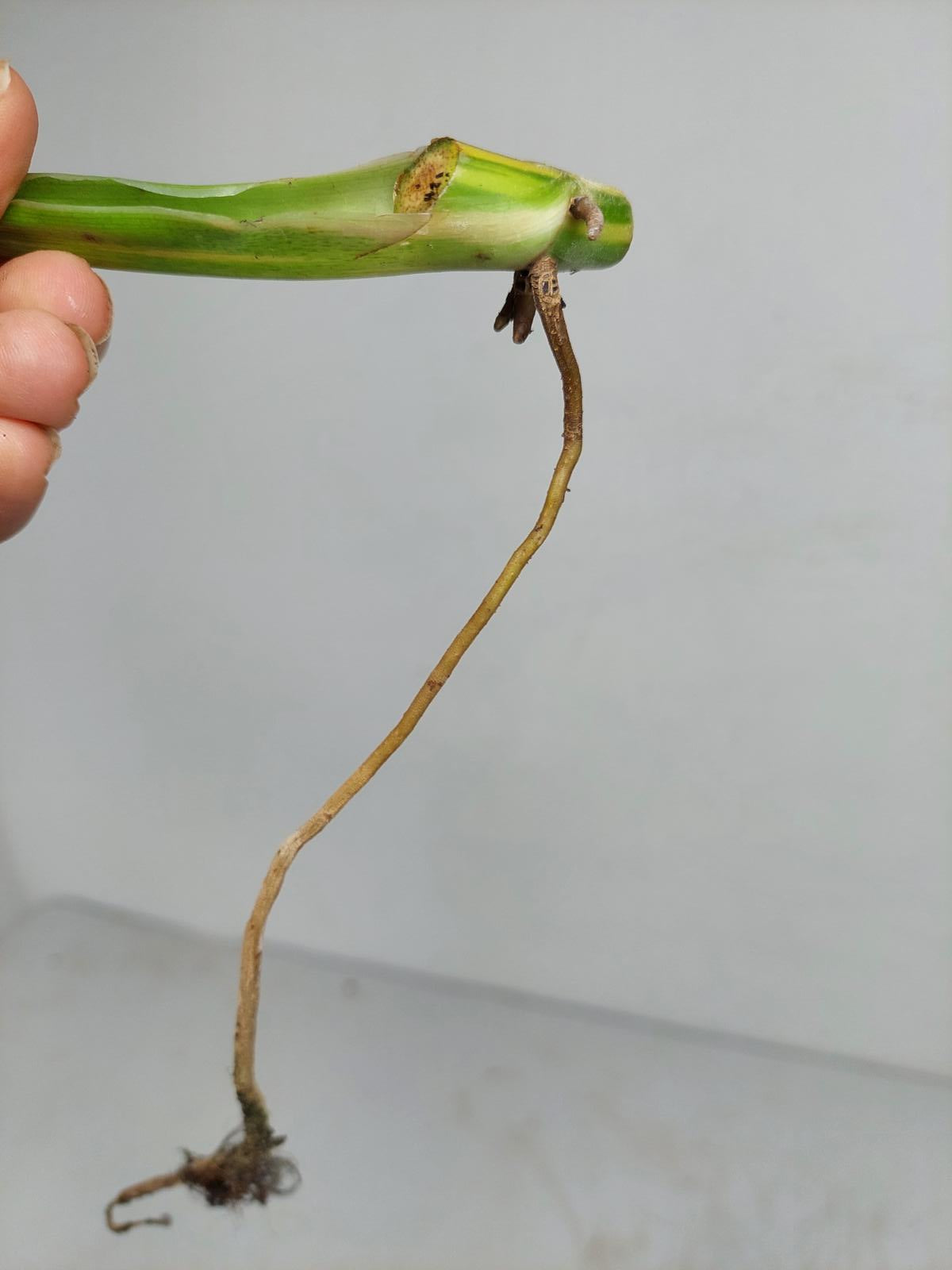 Philodendron Domesticum Variegata Steckling