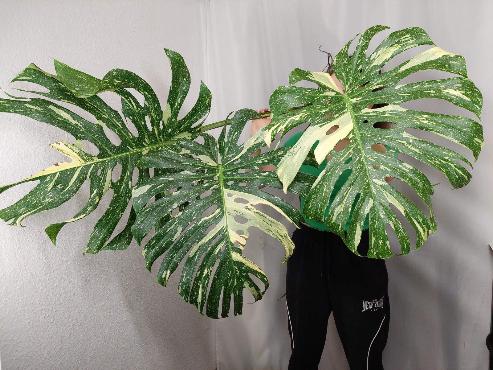 Monstera Thai Constellation XXL Steckling
