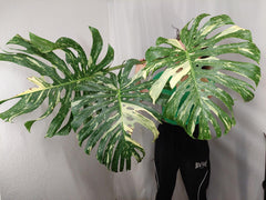 Monstera Thai Constellation XXL Steckling