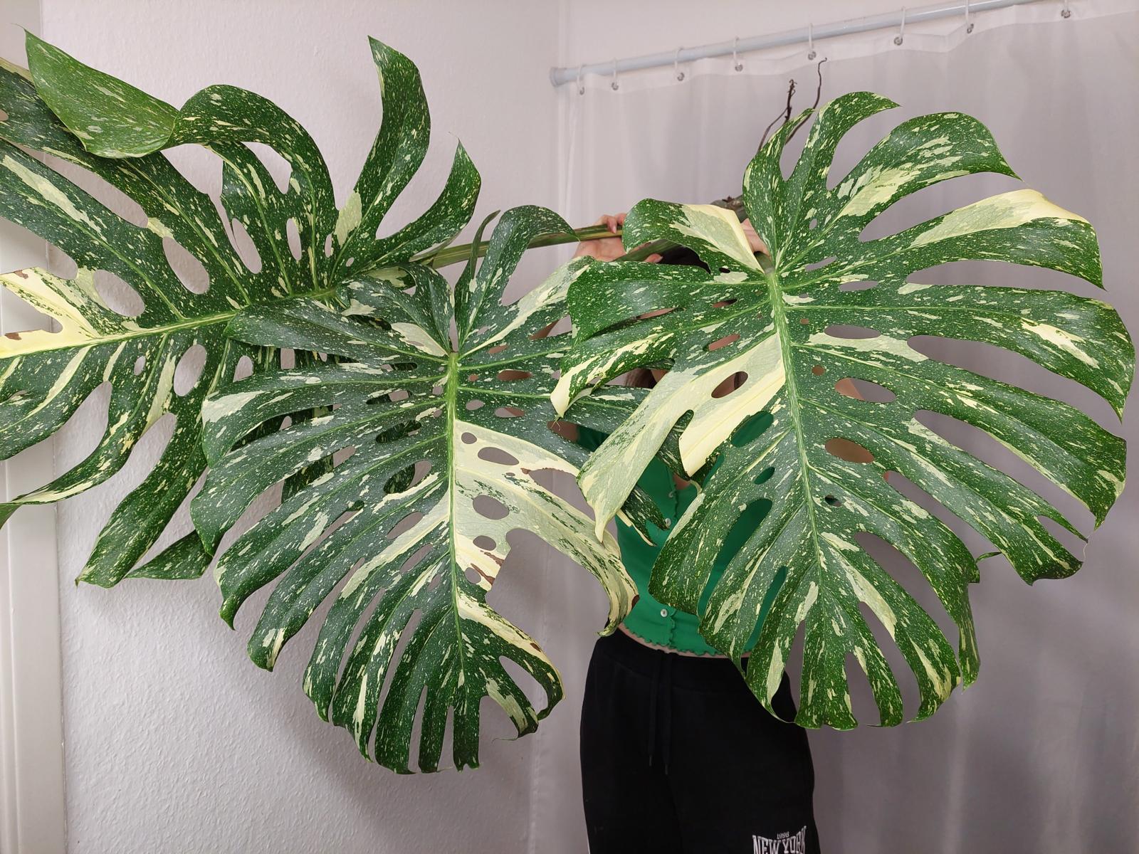 Monstera Thai Constellation XXL Steckling
