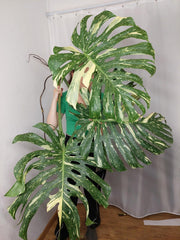 Monstera Thai Constellation XXL Steckling