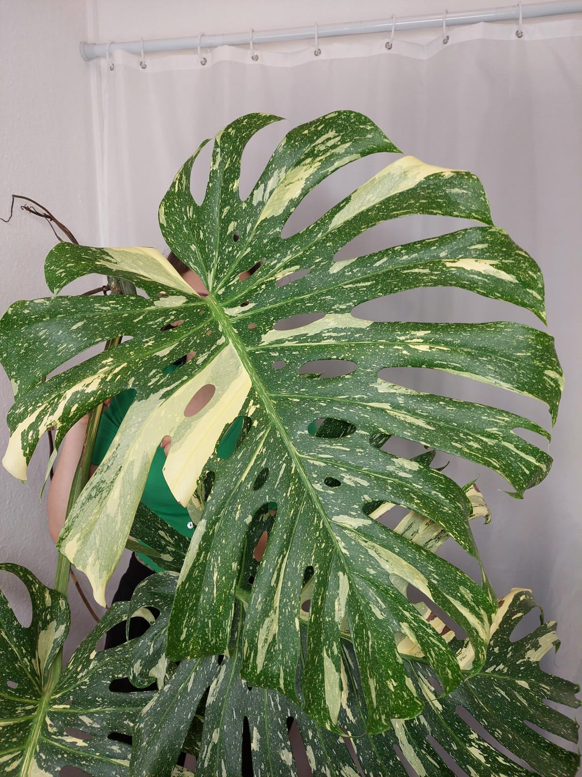 Monstera Thai Constellation XXL Steckling
