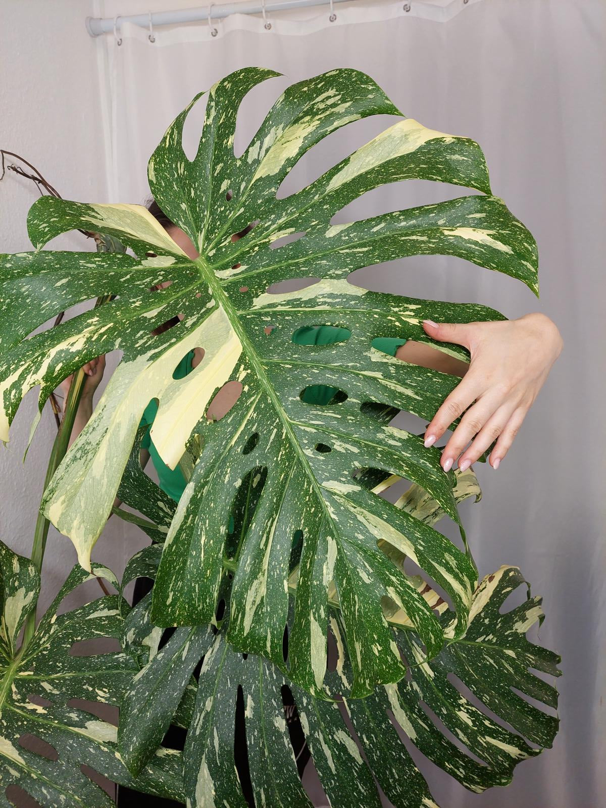 Monstera Thai Constellation XXL Steckling
