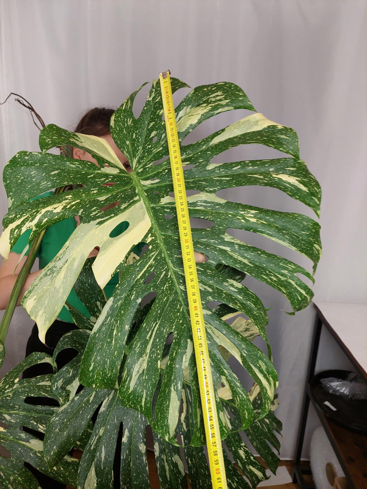 Monstera Thai Constellation XXL Steckling