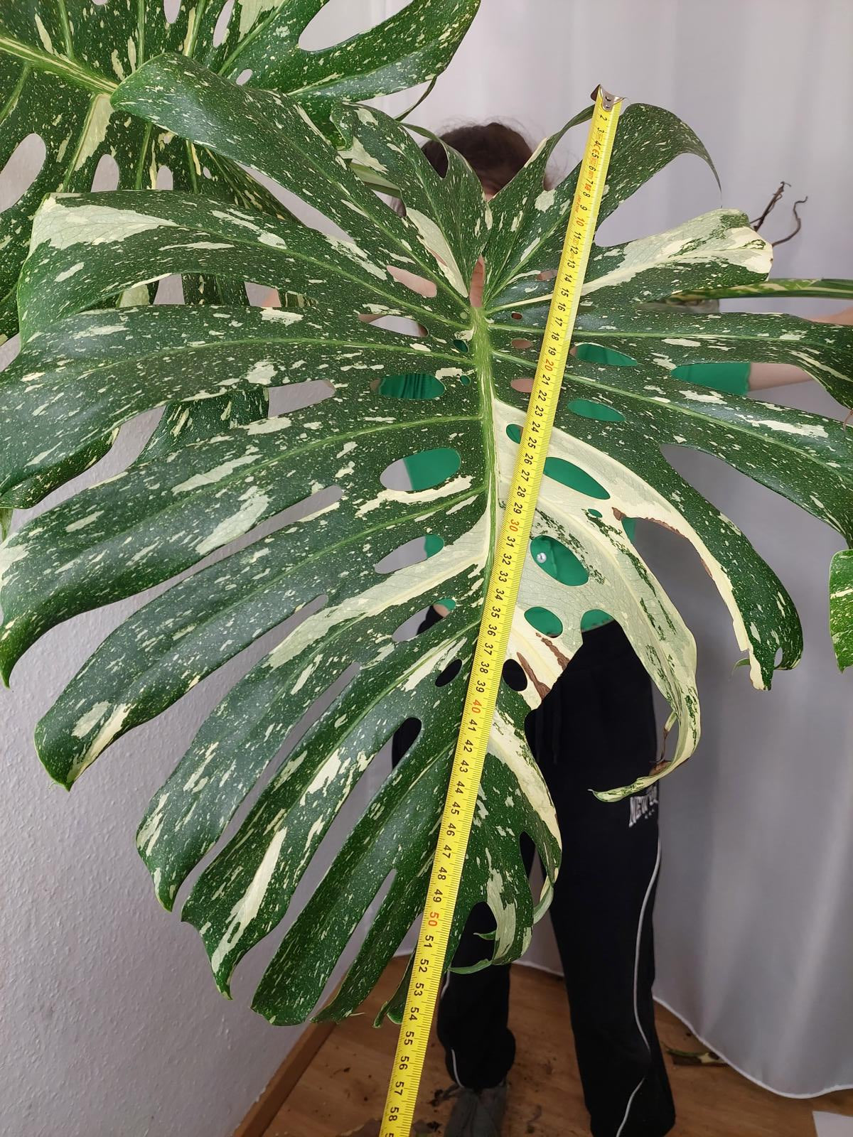 Monstera Thai Constellation XXL Steckling