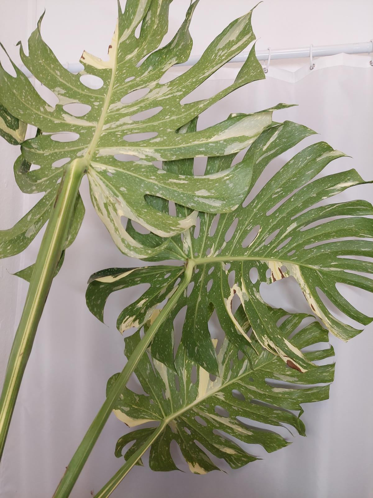 Monstera Thai Constellation XXL Steckling