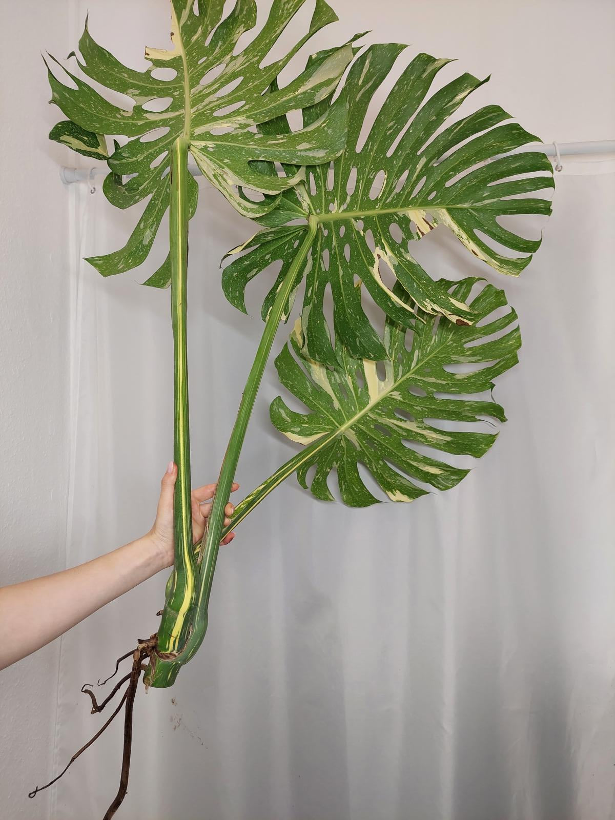 Monstera Thai Constellation XXL Steckling
