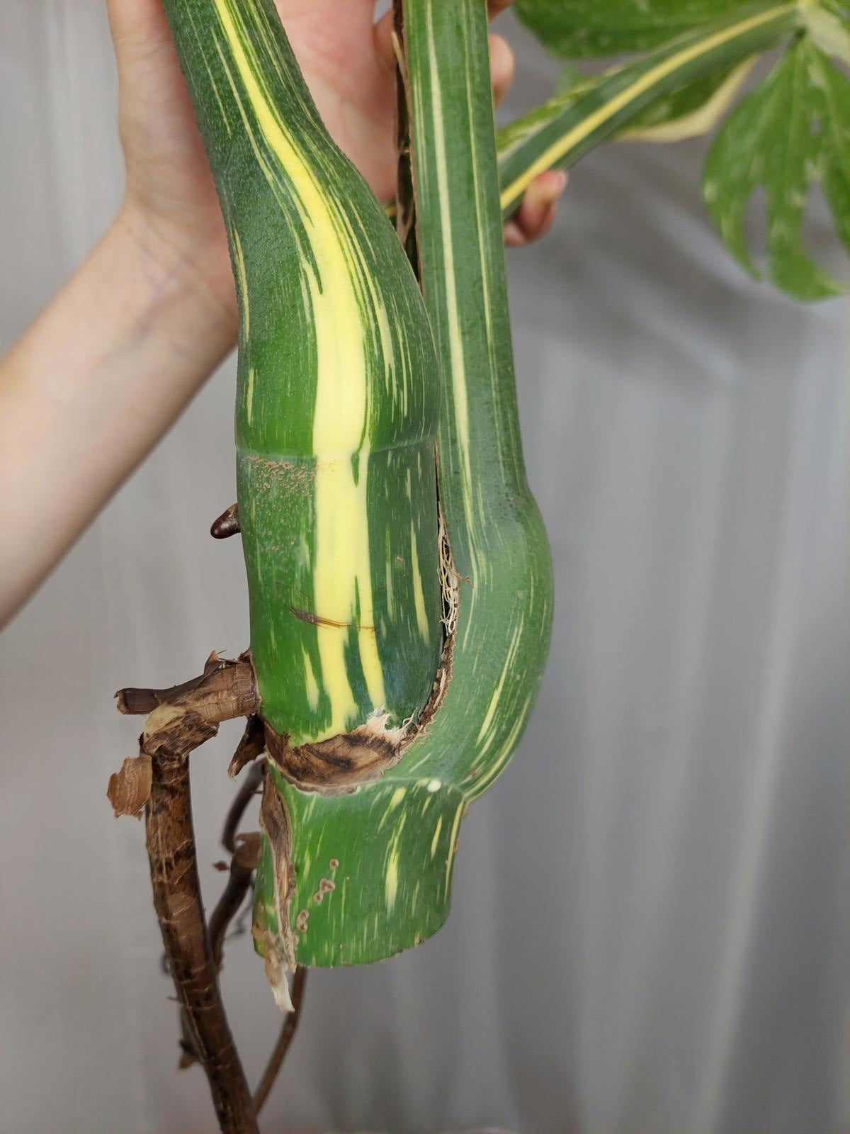 Monstera Thai Constellation XXL Steckling